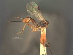 Pristomerus chinensis by the Smithsonian. Used under a CC0 license.