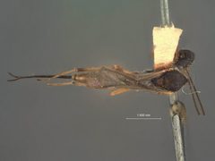 Pristomerus chinensis by the Smithsonian. Used under a CC0 license.