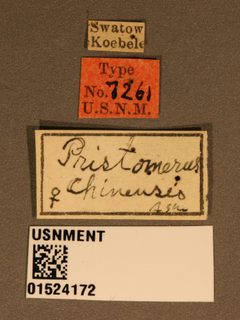 Pristomerus chinensis by the Smithsonian. Used under a CC0 license.
