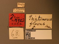 Pristomerus flavus by the Smithsonian. Used under a CC0 license.