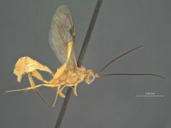 Pristomerus flavus by the Smithsonian. Used under a CC0 license.