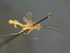 Pristomerus flavus by the Smithsonian. Used under a CC0 license.