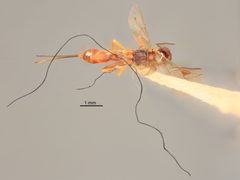 Pristomerus olamonus by the Smithsonian. Used under a CC0 license.
