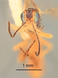 Pristomerus olamonus by the Smithsonian. Used under a CC0 license.