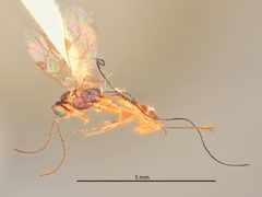 Pristomerus olamonus by the Smithsonian. Used under a CC0 license.
