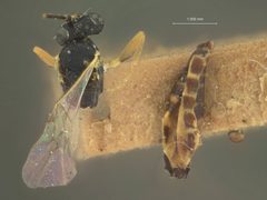 Promethes unicinctus by the Smithsonian. Used under a CC0 license.