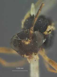 Promethes unicinctus by the Smithsonian. Used under a CC0 license.
