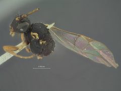 Promethes unicinctus by the Smithsonian. Used under a CC0 license.