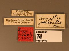Promethes unicinctus by the Smithsonian. Used under a CC0 license.