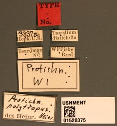 Protichneumon polytropus by the Smithsonian. Used under a CC0 license.
