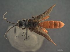 Protichneumon polytropus by the Smithsonian. Used under a CC0 license.