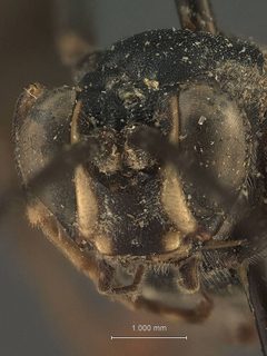 Protichneumon polytropus by the Smithsonian. Used under a CC0 license.