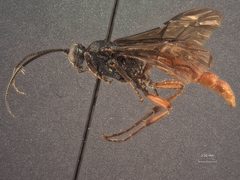 Protichneumon polytropus by the Smithsonian. Used under a CC0 license.