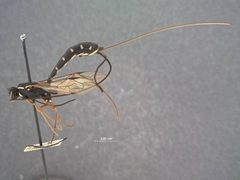 Rhyssa ponderosae by the Smithsonian. Used under a CC0 license.