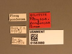 Rhyssa ponderosae by the Smithsonian. Used under a CC0 license.