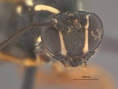 Rhyssa ponderosae by the Smithsonian. Used under a CC0 license.