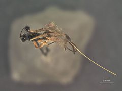 Scambus ephialtoides by the Smithsonian. Used under a CC0 license.