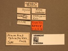 Scambus ephialtoides by the Smithsonian. Used under a CC0 license.
