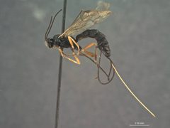 Scambus ephialtoides by the Smithsonian. Used under a CC0 license.