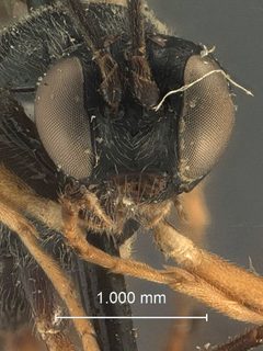 Scambus ephialtoides by the Smithsonian. Used under a CC0 license.