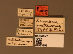 Scambus evetrivorus by the Smithsonian. Used under a CC0 license.