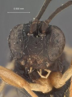 Scambus evetrivorus by the Smithsonian. Used under a CC0 license.