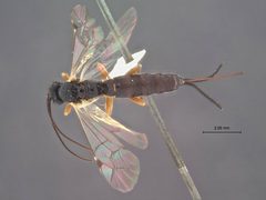 Scambus evetrivorus by the Smithsonian. Used under a CC0 license.