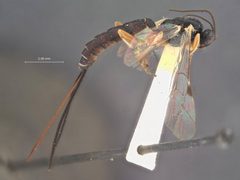 Scambus evetrivorus by the Smithsonian. Used under a CC0 license.