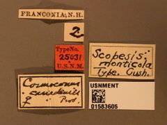 Scopesis monticola by the Smithsonian. Used under a CC0 license.