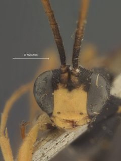 Scopesis monticola by the Smithsonian. Used under a CC0 license.