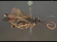 Scopesis monticola by the Smithsonian. Used under a CC0 license.