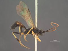 Scopesis monticola by the Smithsonian. Used under a CC0 license.