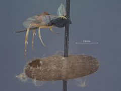 Sesioplex depressus by the Smithsonian. Used under a CC0 license.