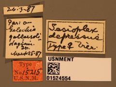 Sesioplex depressus by the Smithsonian. Used under a CC0 license.