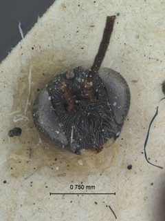 Sesioplex depressus by the Smithsonian. Used under a CC0 license.