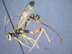 Spilopteron formosum australe by the Smithsonian. Used under a CC0 license.