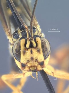 Spilopteron formosum australe by the Smithsonian. Used under a CC0 license.