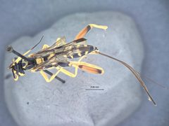 Spilopteron formosum australe by the Smithsonian. Used under a CC0 license.