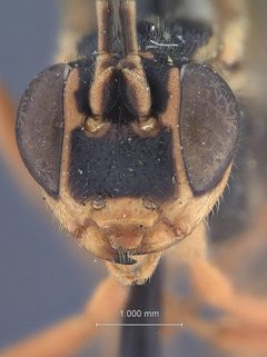 Spilopteron franclemonti by the Smithsonian. Used under a CC0 license.