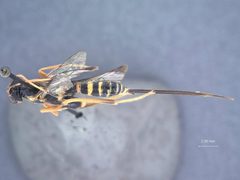 Spilopteron franclemonti by the Smithsonian. Used under a CC0 license.