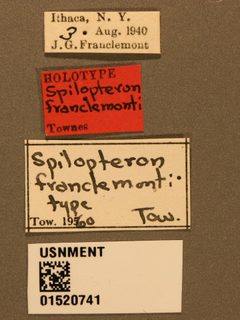 Spilopteron franclemonti by the Smithsonian. Used under a CC0 license.