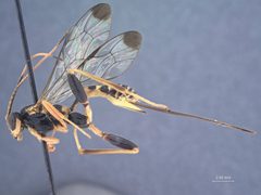 Spilopteron franclemonti by the Smithsonian. Used under a CC0 license.