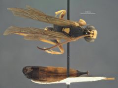 Stenichneumon sapporoensis by the Smithsonian. Used under a CC0 license.