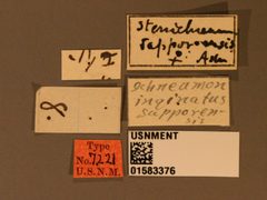 Stenichneumon sapporoensis by the Smithsonian. Used under a CC0 license.