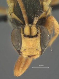 Stenichneumon sapporoensis by the Smithsonian. Used under a CC0 license.