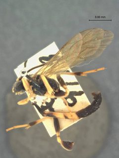 Stenichneumon sapporoensis by the Smithsonian. Used under a CC0 license.