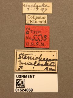 Stenichneumon unalaskae by the Smithsonian. Used under a CC0 license.