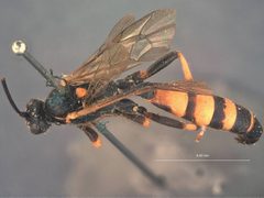 Stenichneumon unalaskae by the Smithsonian. Used under a CC0 license.