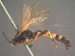 Stenichneumon unalaskae by the Smithsonian. Used under a CC0 license.