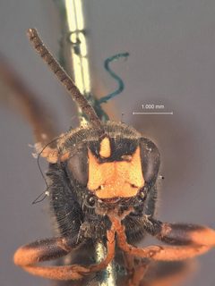 Stenichneumon unalaskae by the Smithsonian. Used under a CC0 license.